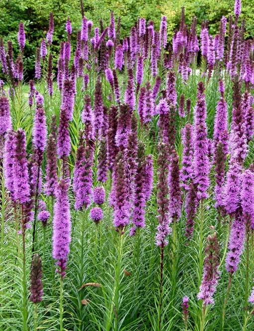 PUNATÄHKÄ - Muut perennat - 2099402200000 - 1