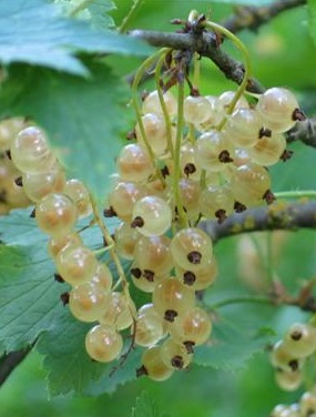 VALKOHERUKKA VALKOINEN SUOMALAINEN - Herukat - 2027503900000 - 1