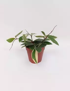 ISOPOSLIINIKUKKA 'KRIMSON QUEEN' - Posliinikukat - 2000013400000 - 1