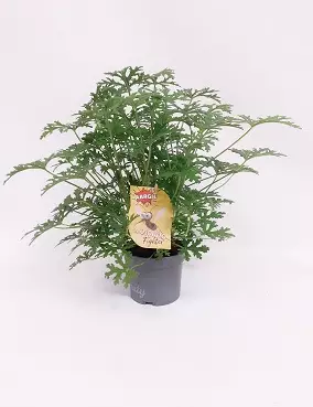 TUOKSUPELARGONI MOSQUITO FIGHTER - Muut viherkasvit - 8712044205120 - 1