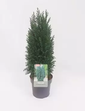 LAWSONINSYPRESSI ELLWOODII 2 L RUUKKU - Kausikasvit - 8712044653280 - 1