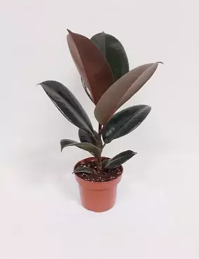 KUMIVIIKUNA ABIDJAN 12 CM RUUKKU - Fiikukset - 8712815204710 - 1