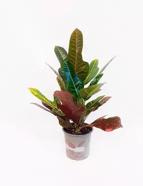 IHMEPENSAS - Muut viherkasvit - 8717191287050 - 1