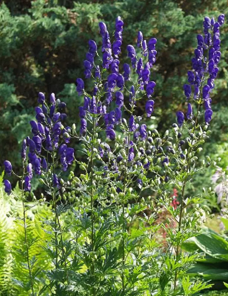 AITOUKONHATTU - Muut perennat - 2010666900000 - 1