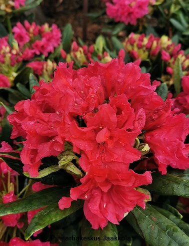 ALPPIRUUSU DOUBLE KISS - Alppiruusut - 2070350100000 - 1