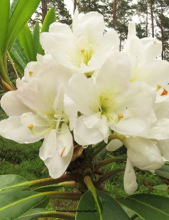 ALPPIRUUSU LUMOTAR - Alppiruusut - 2061850200000 - 1