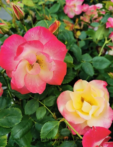 CAMPFIRE RUUSU - Kanadalaiset ruusut - 2029803600000 - 1