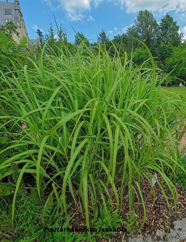 ELEFANTTIHEINÄ - Koristeheinät - 2007156500000 - 1