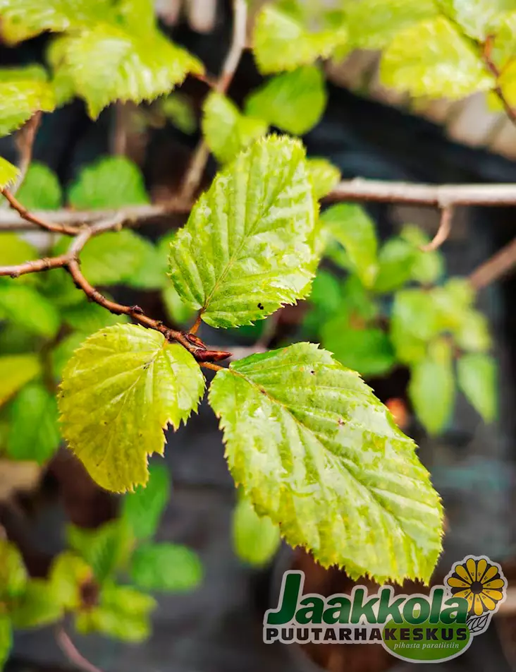 EUROOPANVALKOPYÖKKI - Muut lehtipuut - 2040100100000 - 1