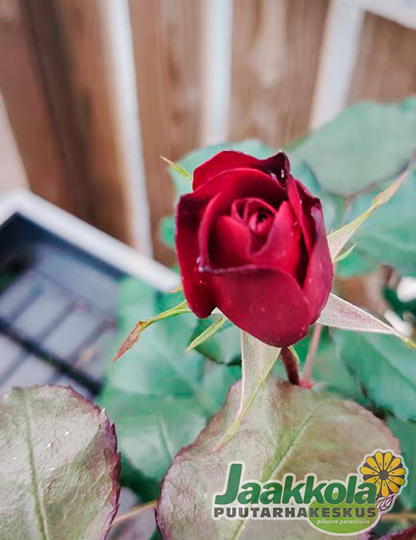 EUROPEANA RUUSU - Ruusut - 2002014500000 - 1