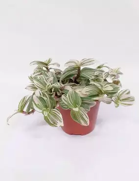 HERRASJUORU BRIGHTNESS - Juorut - 6417055800310 - 1