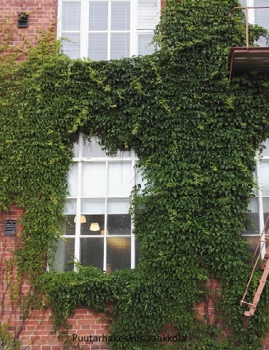 IMUKÄRHIVILLIVIINI - Muut köynnökset - 2028121800000 - 1