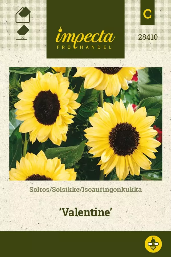 ISOAURINGONKUKKA VALENTINE - Auringonkukan siemenet - 7332756284100 - 1