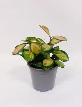 ISOPOSLIINIKUKKA TRICOLOR 12 CM RUUKKU - Posliinikukat - 2002204900010 - 1