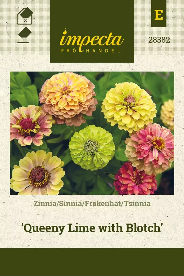 ISOTSINNIA QUEENY LIME WITH BLOTCH - Tsinnian siemenet - 7332756283820 - 1