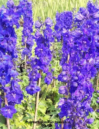 JALORITARINKANNUS BLUE BIRD - Muut perennat - 2010616400000 - 1