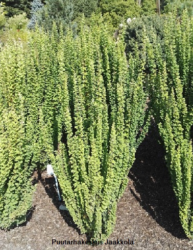 JAPANINHAPPOMARJA ERECTA - Happomarjat - 2000050100000 - 1