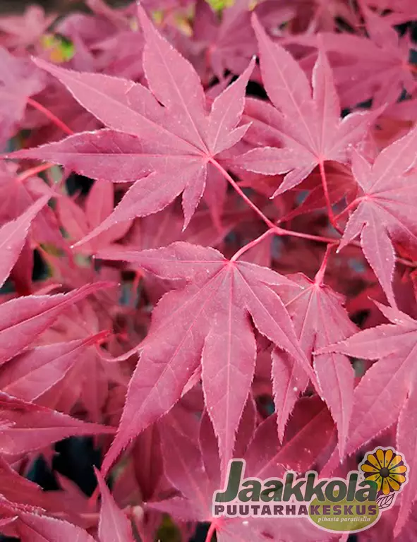 JAPANINVAAHTERA ATROPURPUREUM - Vaahterat - 2040435200000 - 1