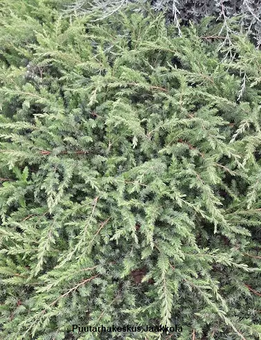 KÄÄPIÖKATAJA SCHLAGER - Katajat - 10302100 - 1