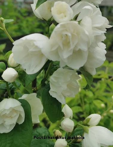 KAMELIAJASMIKE - Jasmikkeet - 2021404500000 - 1