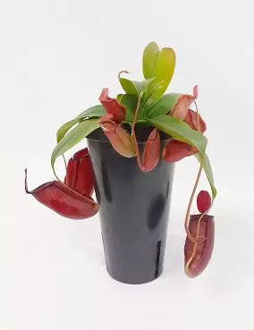 KANNUKASVI BLOODY MARY - Lihansyöjäkasvit - 2000210100000 - 1