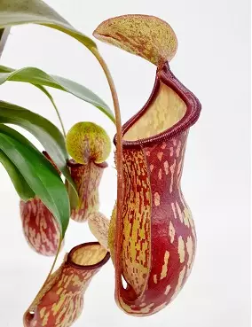 KANNUKASVI GAYA - Lihansyöjäkasvit - 2047939200000 - 1