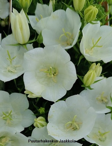 KARPAATTIENKELLO VALKOINEN - Kellokukat - 2010077300000 - 1