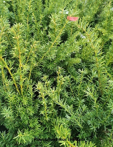 KARTIOMARJAKUUSI FARMEN - Muut havukasvit - 10306100 - 1