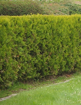 KARTIOTUIJA BRABANT - Tuijat - 10301100 - 1