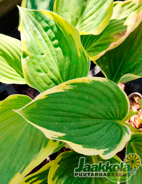 KELTAREUNAKUUNLILJA - Kuunliljat - 2002609900000 - 1