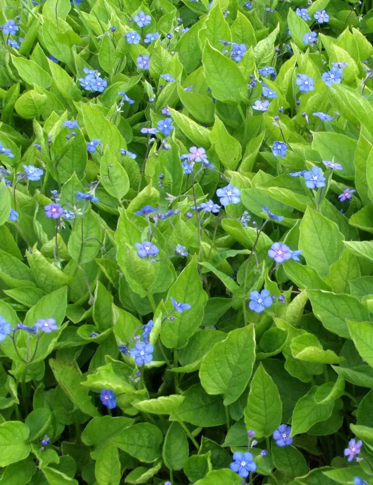 KEVÄTKAIHONKUKKA - Muut perennat - 2010181700000 - 1