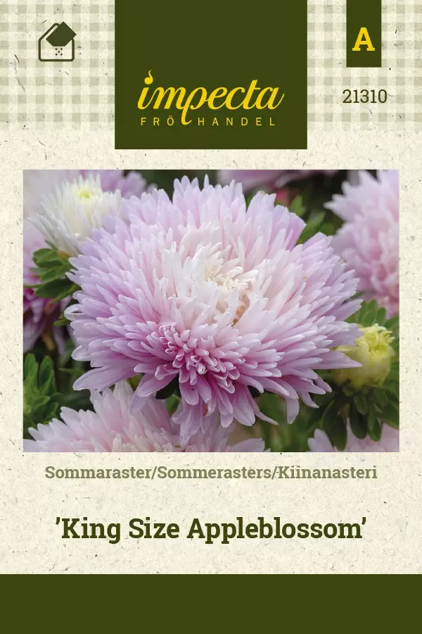 KIINANASTERI KING SIZE APPLEBLOSSOM - Asterin siemenet - 7332756213100 - 1