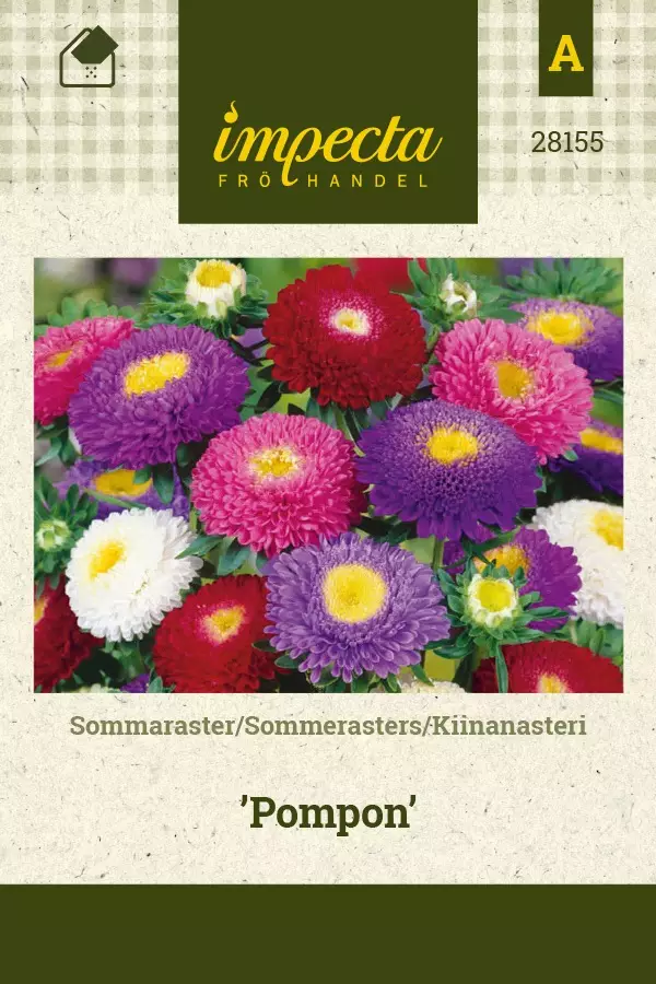 KIINANASTERI POMPON - Asterin siemenet - 7332756281550 - 1