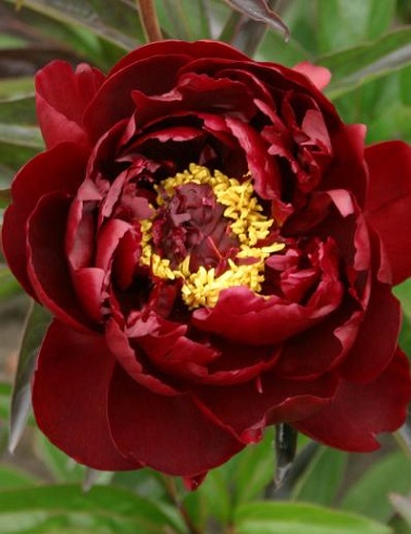 KIINANPIONI PETER BRAND - Pionit - 2071935500000 - 1