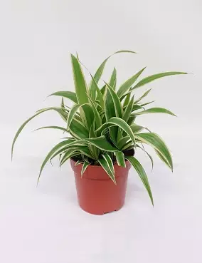 KIRJORÖNSYLILJA OCEAN - Rönsyliljat - 2065100200000 - 2