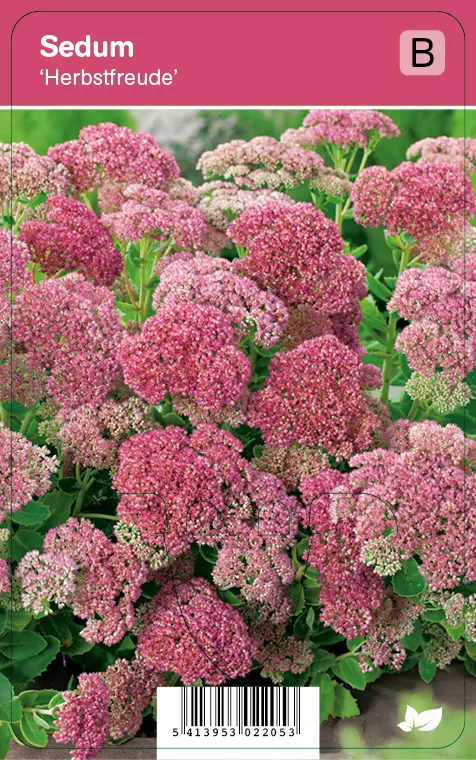 KOMEAMAKSARUOHO HERBSTFREUDE - Maksaruohot - 2034859700000 - 1