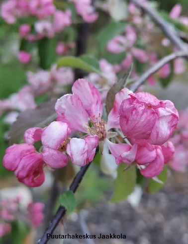 KORISTEOMENAPUU ECHTERMEYER - Koristeomenapuut - 2040053200000 - 1