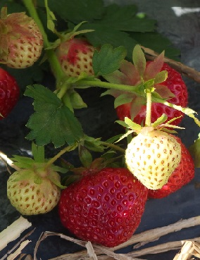 MANSIKKA HONEOYE 10 KPL - Mansikantaimet - 2070810000000 - 1