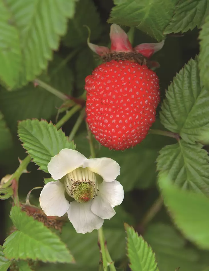 MANSIKKAVADELMA - Muut marjakasvit - 2002195300000 - 1