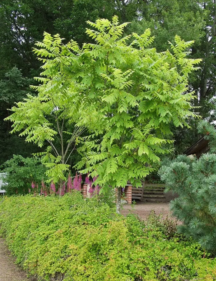 MANTSURIANJALOPÄHKINÄ - Muut lehtipuut - 2001102400000 - 1