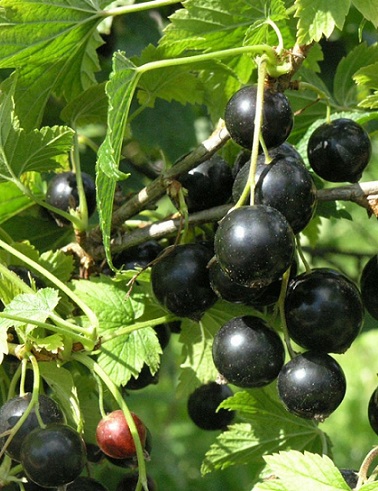 MUSTAHERUKKA POHJAN JÄTTI - Herukat - 2027206900000 - 1