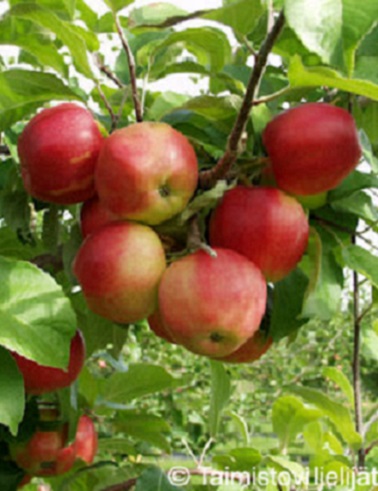 OMENAPUU HETA - Omenapuut - 2025612000000 - 1