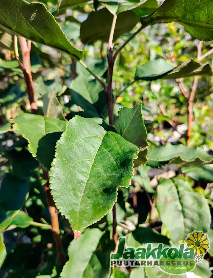 OMENAPUU KULTAINEN KITAIKA - Omenapuut - 2030703500000 - 1