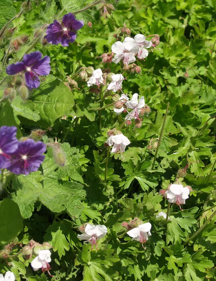 PEITTOKURJENPOLVI BIOKOVO - Kurjenpolvet - 2034636400000 - 1