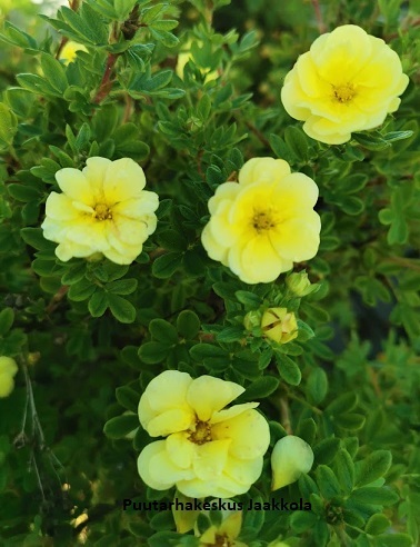 PENSASHANHIKKI LEMON MERINGUE - Hanhikit - 2021632200000 - 1