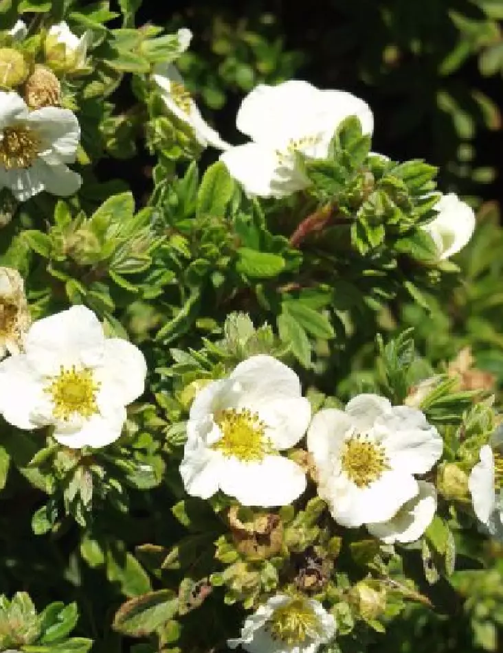 PENSASHANHIKKI TILFORD CREAM - Hanhikit - 2020734200000 - 1