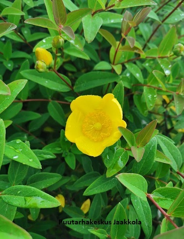 PENSASKUISMA HIDCOTE - Muut pensaat - 2034696800000 - 1