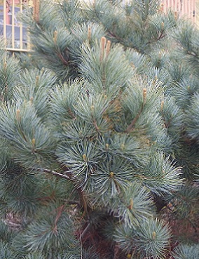 PENSASSEMBRA - Männyt - 2070659700000 - 1