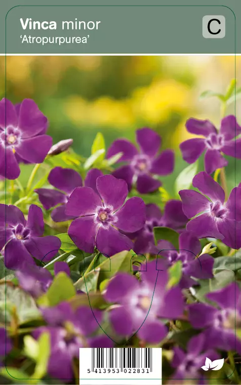PIKKUTALVIO ATROPURPUREA - Muut perennat - 2030228300000 - 1