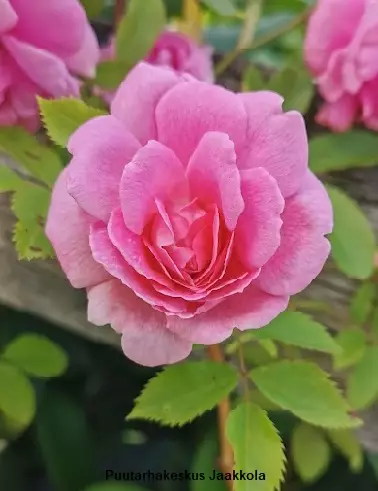 PUISTORUUSU ILO - Pensasruusut - 2000303400000 - 1